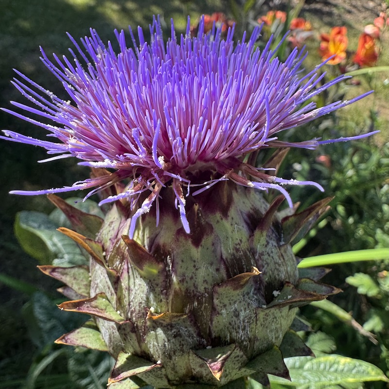 Flor de cardo